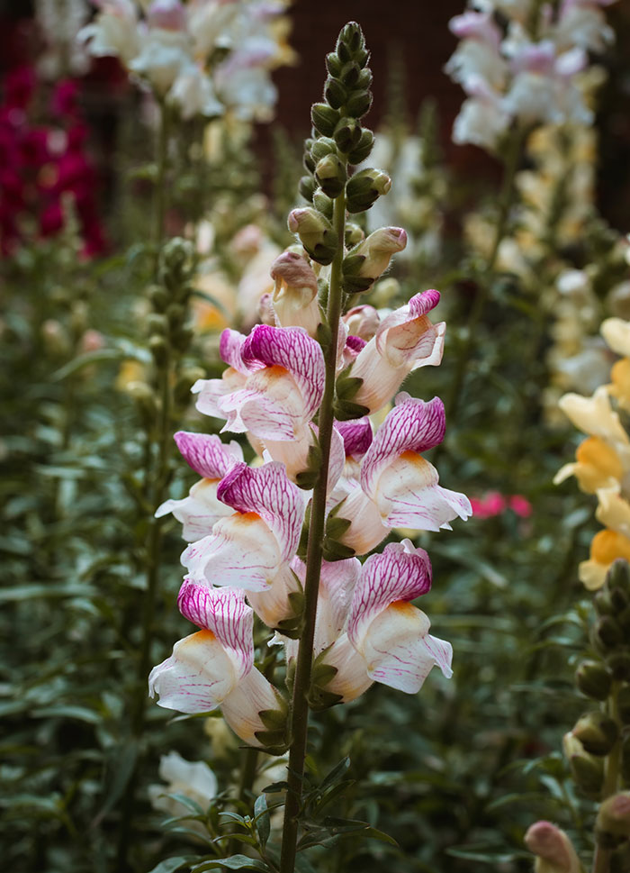 Close up Snapdragon flower