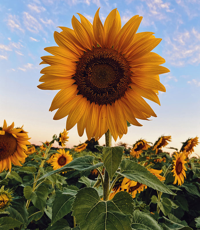 Sunflowers in the field