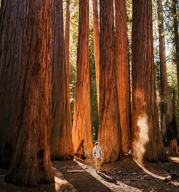 Person walking near coast redwoods