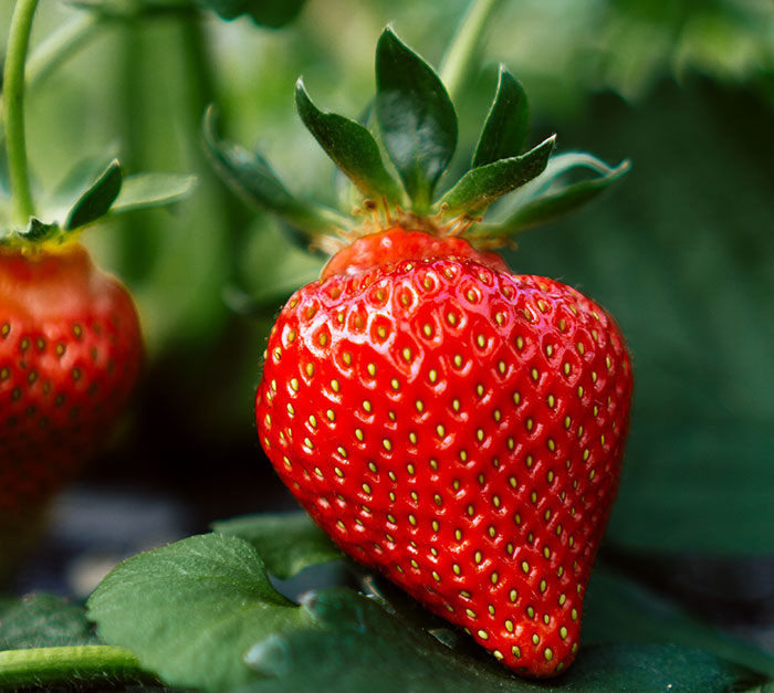 Close up strawberry