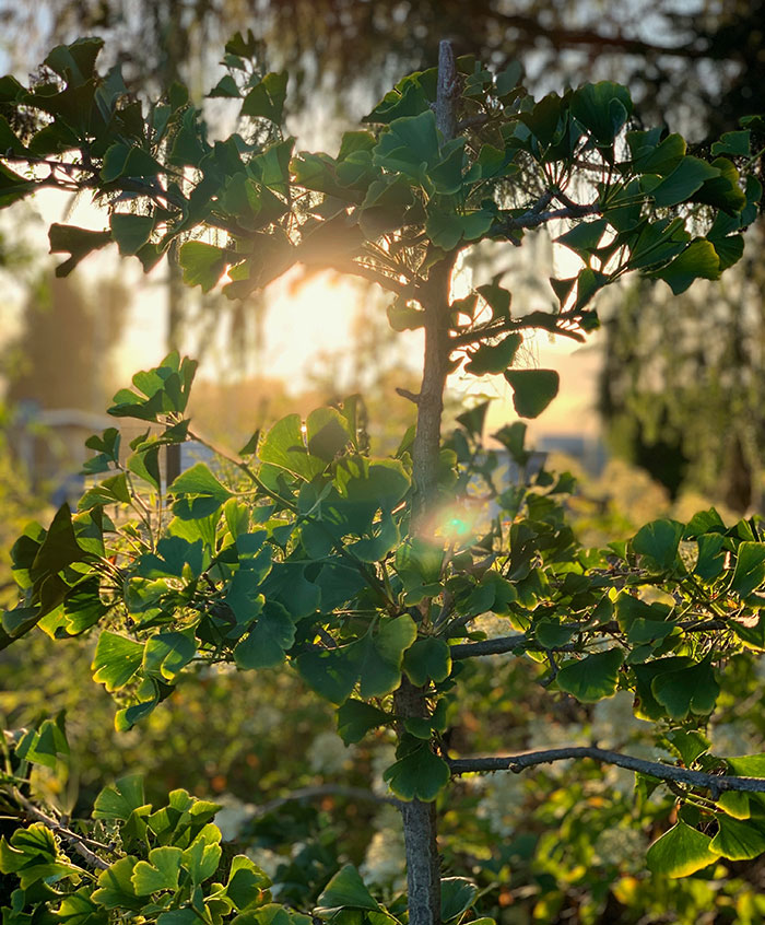 Ginkgo biloba tree in the forest