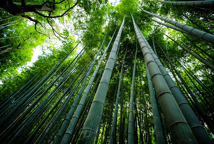 Bamboo in the forest