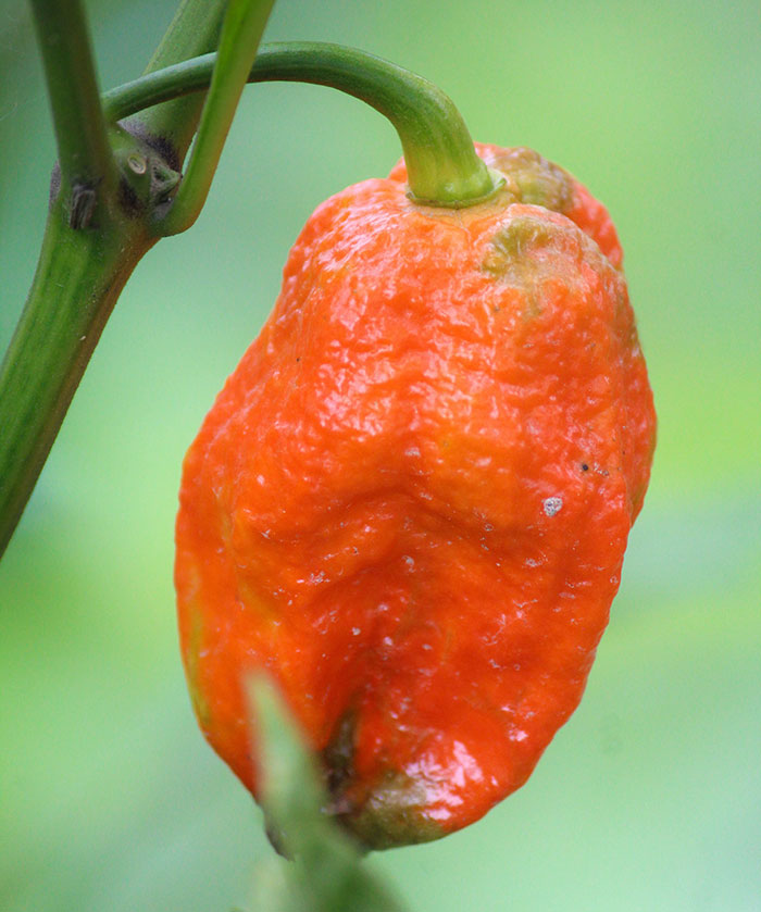 Close up the carolina reaper