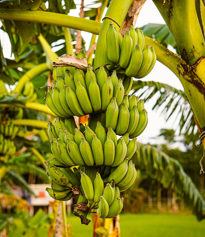 Green banana tree