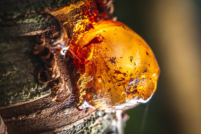 Close up tree resin