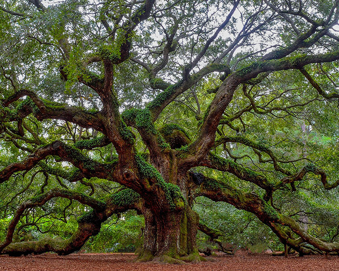 Old tree in the forest