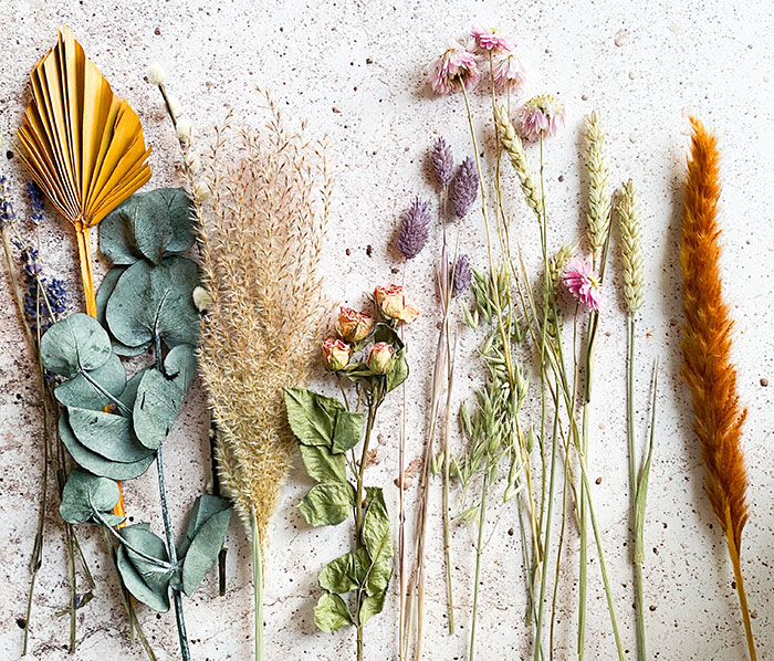 Picture of different kind of plants