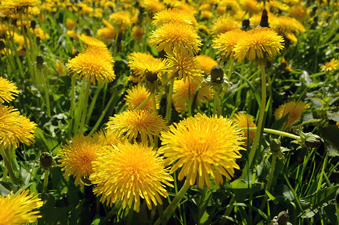 Dandelions in the field