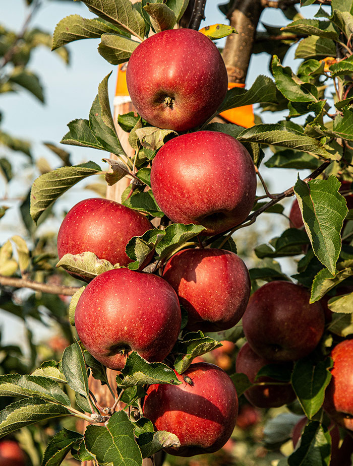 Close up red apples on the tree