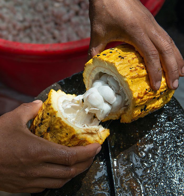 Person holding cocoa plant