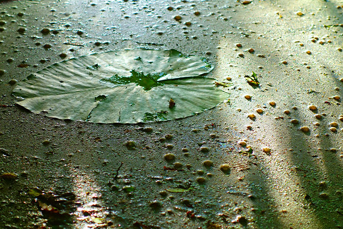 Picture of Asian watermeal 