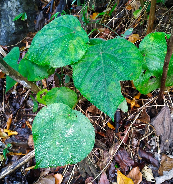 Picture of s*****e plant