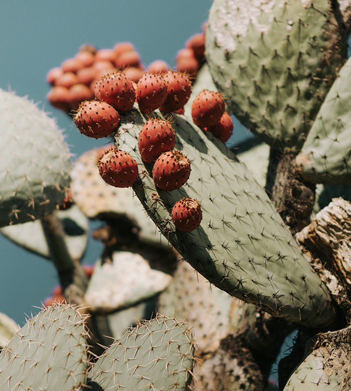 Close up cactus plant