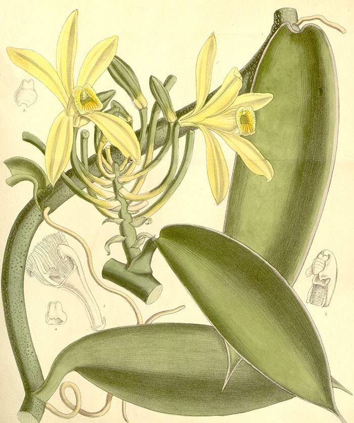 Picture of vanilla flower