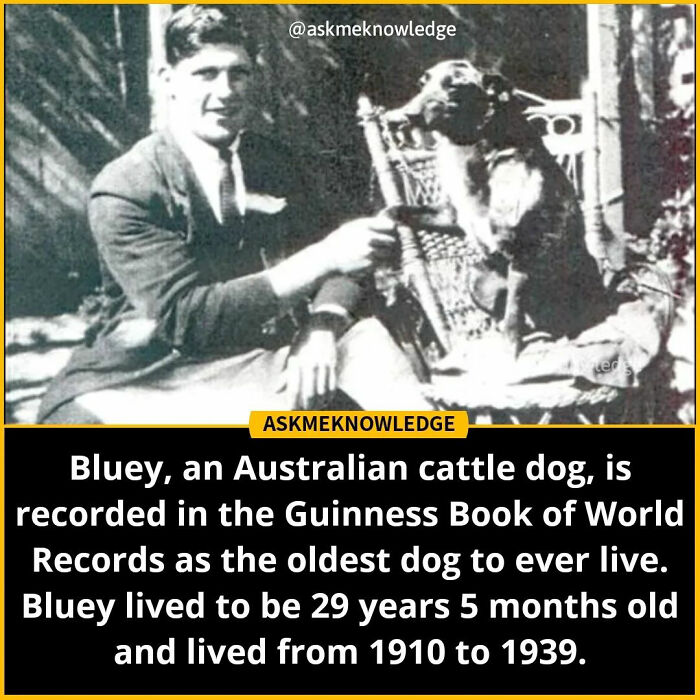 Man sitting with Bluey, an Australian cattle dog, known for being the oldest dog in Guinness World Records.
