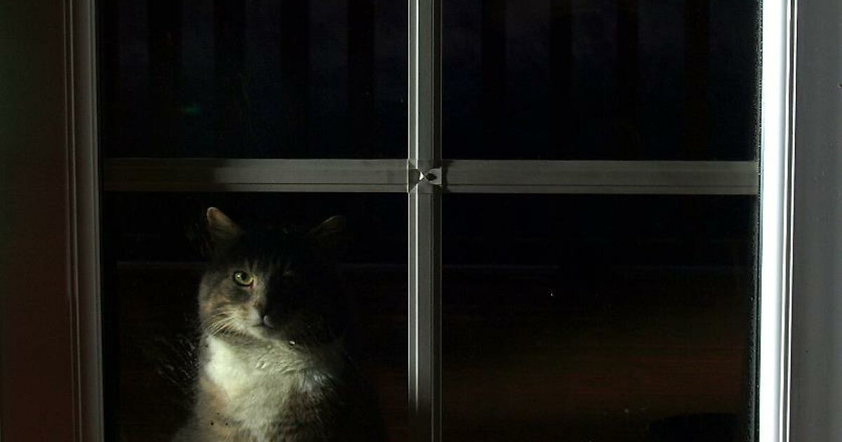 A Story Of A Stray Cat That Showed Up At Our Window And Came Into