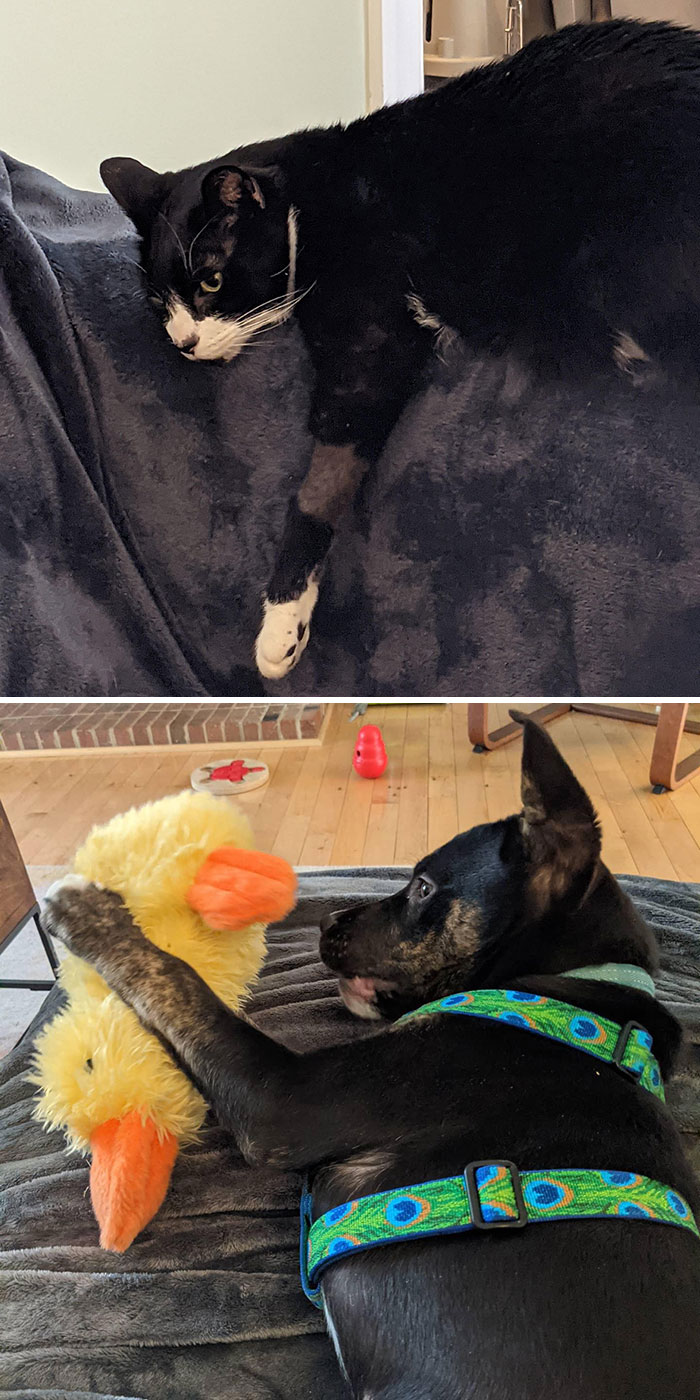 Cat Lying On Top Of The Bed And Dog Playing With Her Duck Toy 