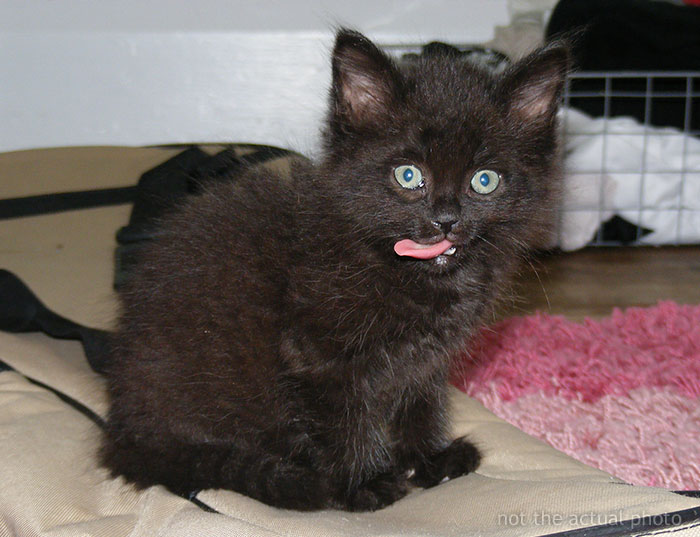 Brother And SIL Come To Visit But Are Upset The Homeowner’s Cat Is Free To Walk Around The House As They Get Startled By It