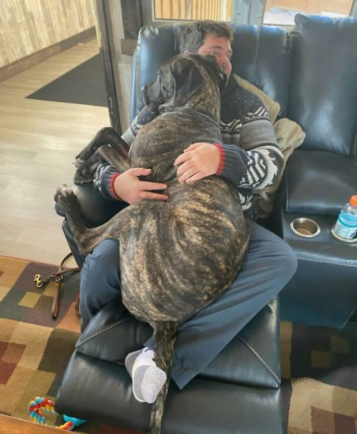 First Time Meeting My Girlfriend's Parents' Great Dane Puppy. He Thinks He's A Lapdog