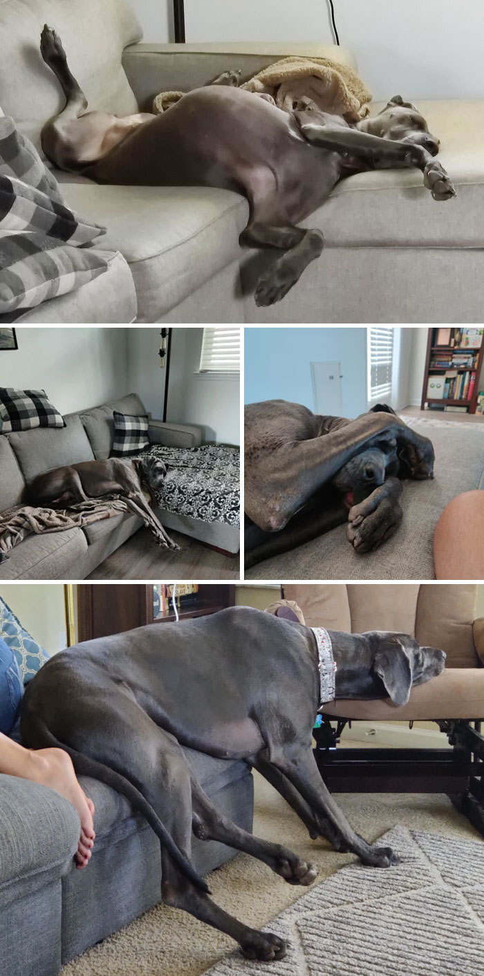 The Many Sleeping Positions Of Jane The Dane