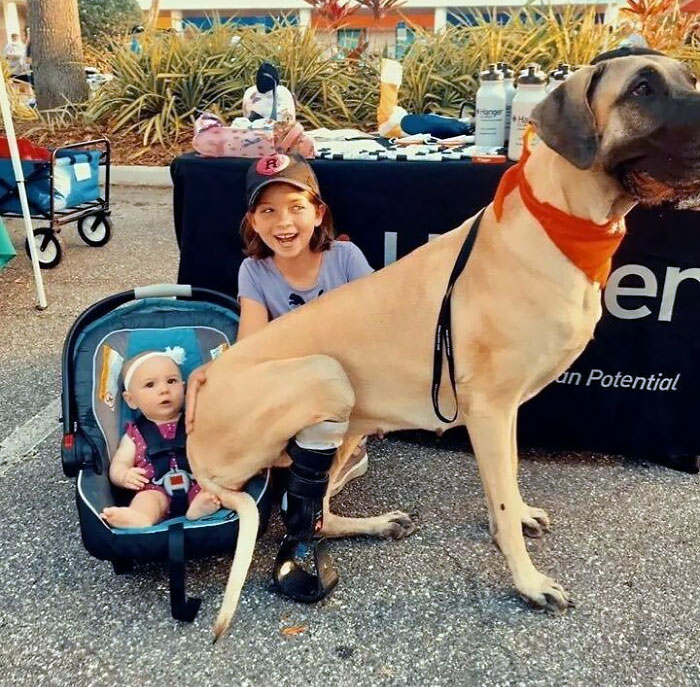 The Moment You See Your Life Flash Before Your Eyes As This Giant Beast Tries To Sit In Your Lap