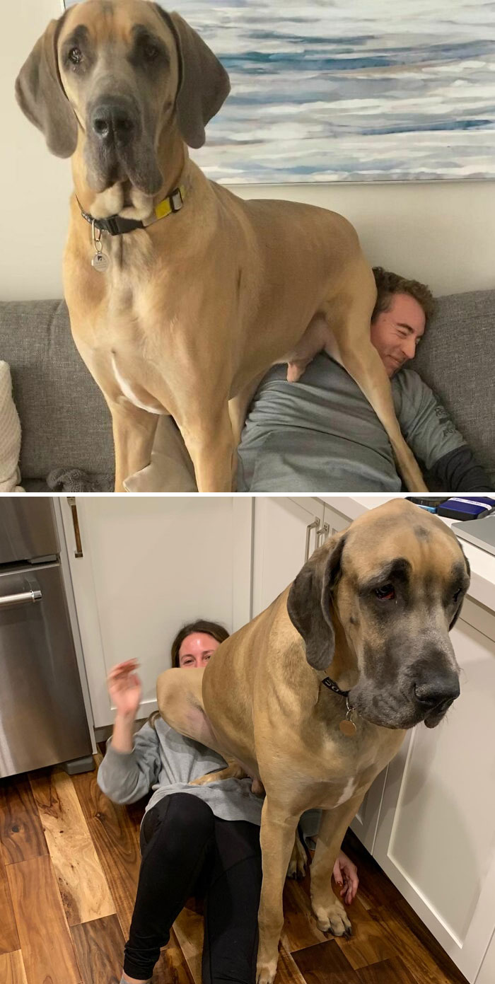 Hello! I’m Brewski And These Are My Cushions