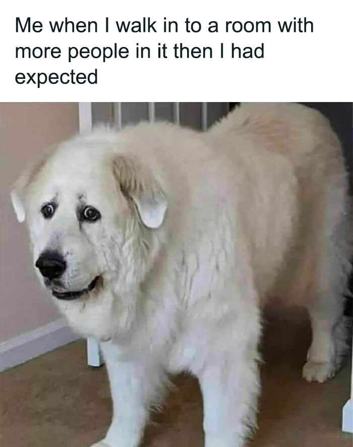 A large fluffy dog with a nervous expression, captioned with a relatable meme about unexpected social situations.
