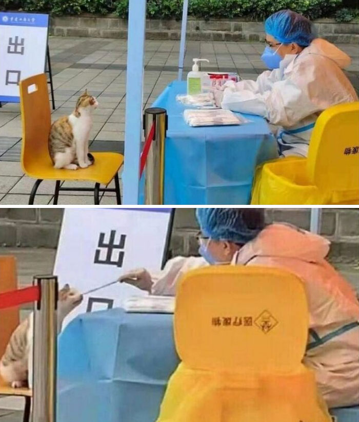 Funny-Important-Animals-Images