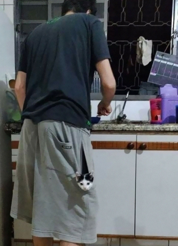 Funny-Important-Animals-Images