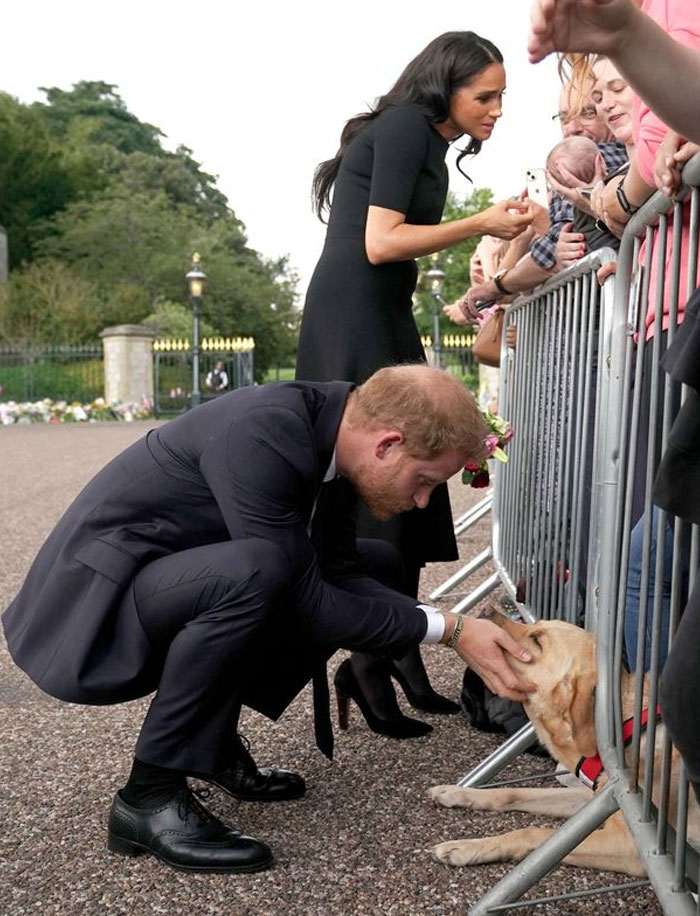 Funny-Important-Animals-Images