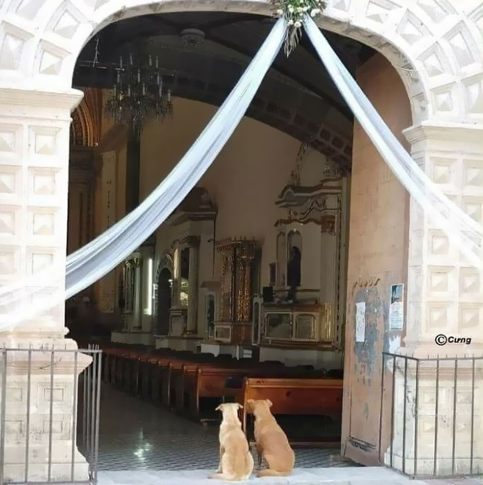 Funny-Important-Animals-Images