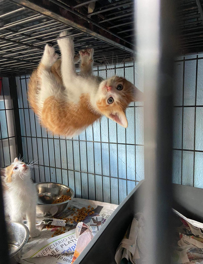 Funny-Important-Animals-Images