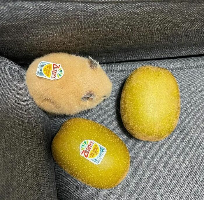 Funny-Important-Animals-Images