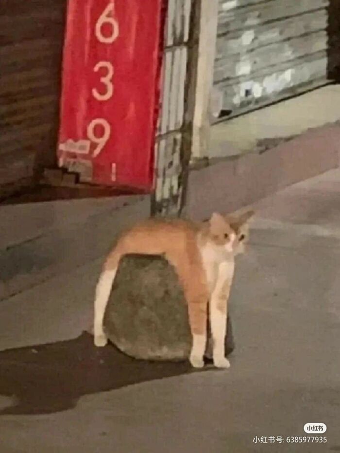 Funny-Important-Animals-Images