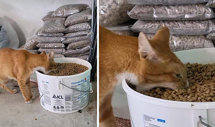 Funny-Important-Animals-Images