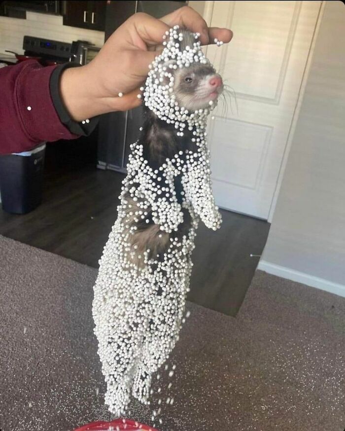 Funny-Important-Animals-Images