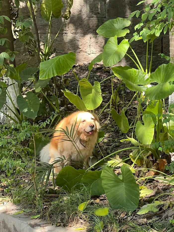 Funny-Important-Animals-Images