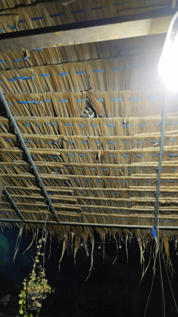 Funny-Important-Animals-Images