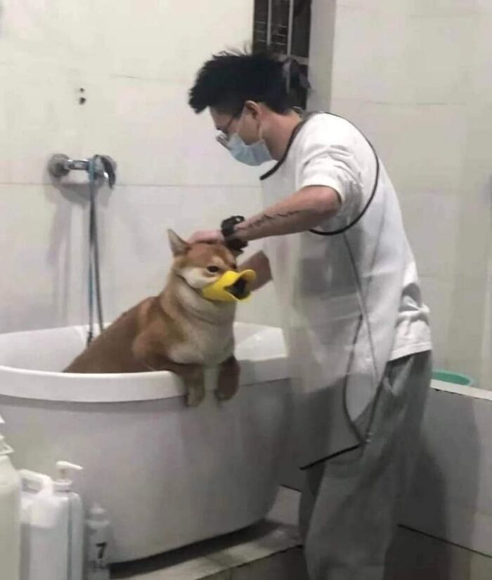 Funny-Important-Animals-Images