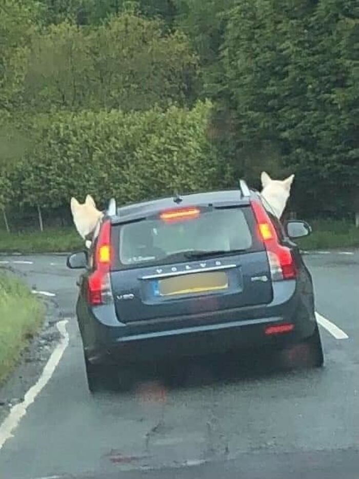 Funny-Important-Animals-Images