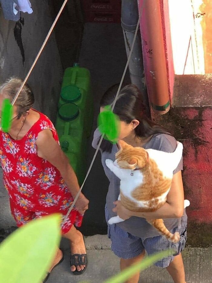 Funny-Important-Animals-Images