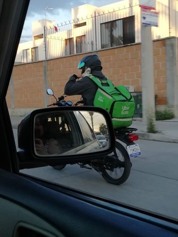 Funny-Important-Animals-Images