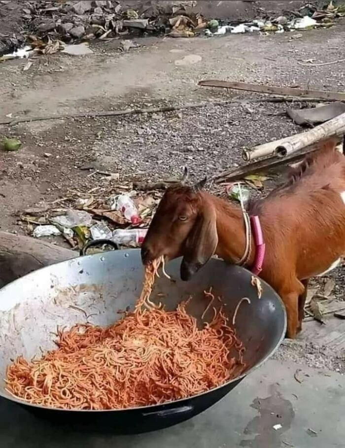 Funny-Important-Animals-Images