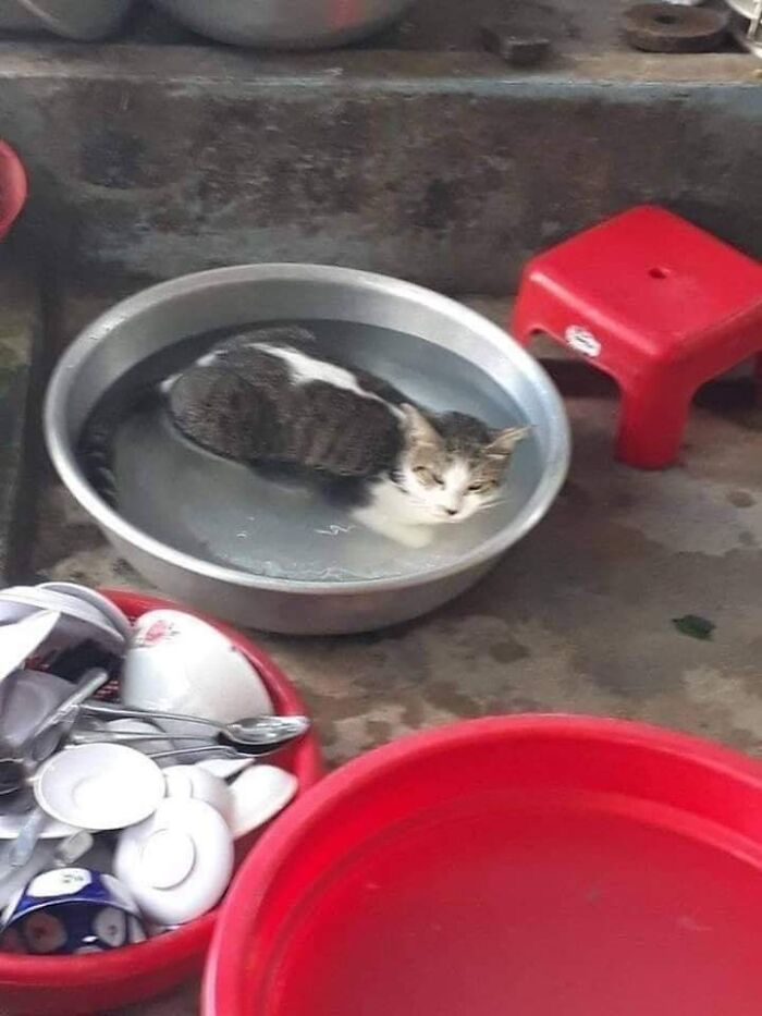 Funny-Important-Animals-Images