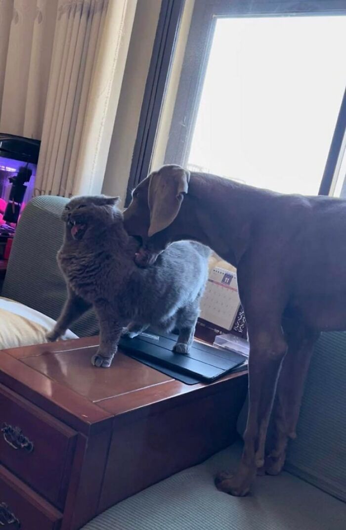 Funny-Important-Animals-Images