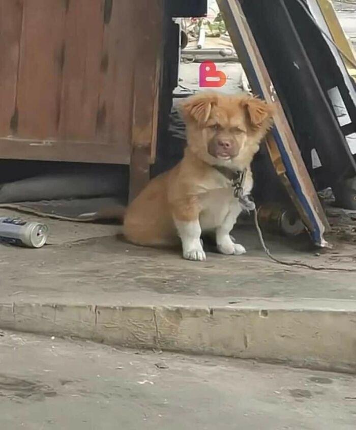 Funny-Important-Animals-Images