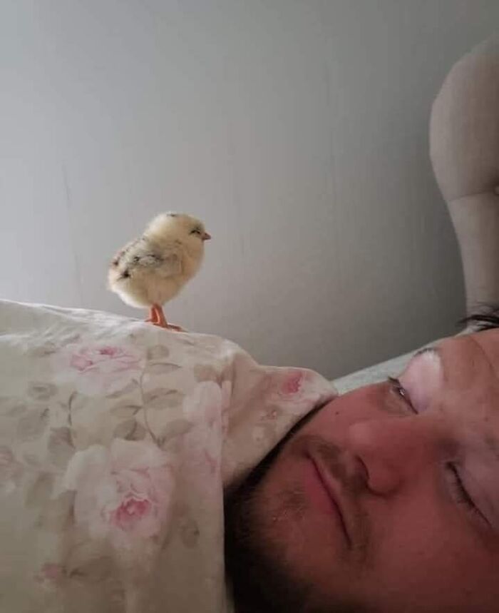 Funny-Important-Animals-Images