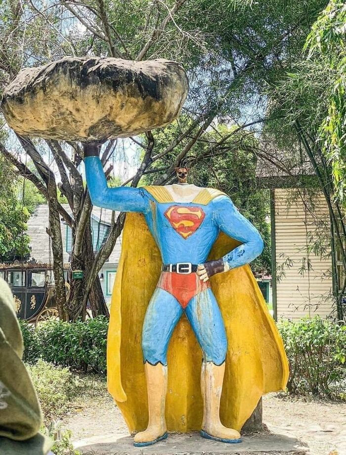 Funny-Important-Animals-Images