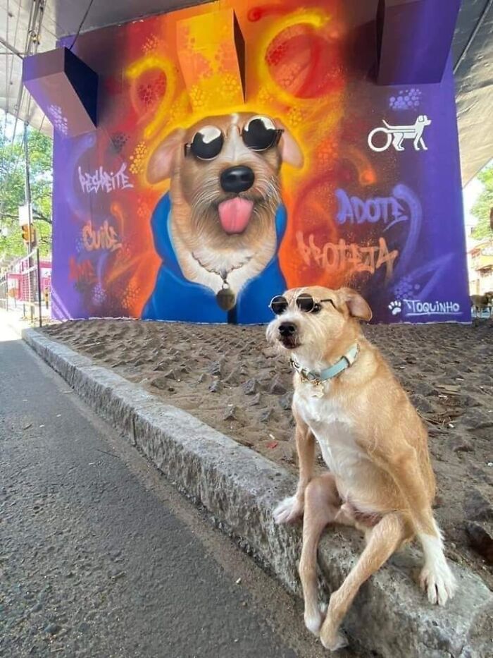 Funny-Important-Animals-Images