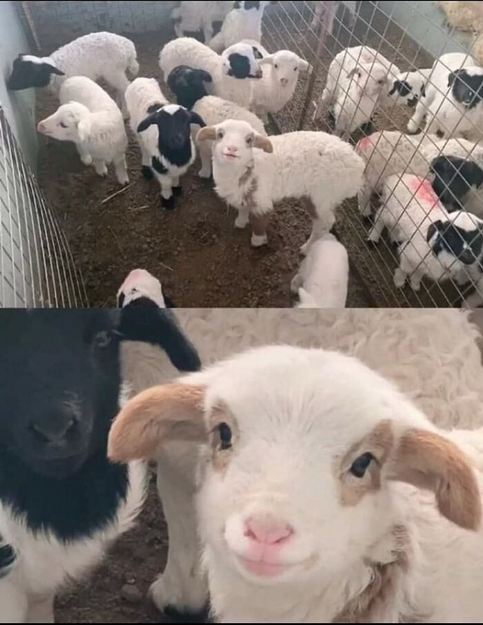 Funny-Important-Animals-Images